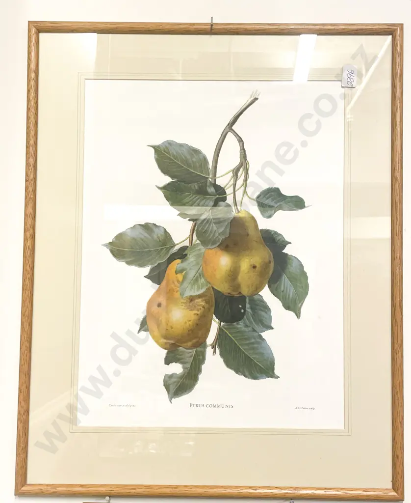 Four Assorted Botanical Prints Image 1++
