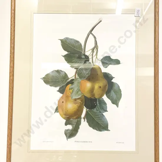 Four Assorted Botanical Prints