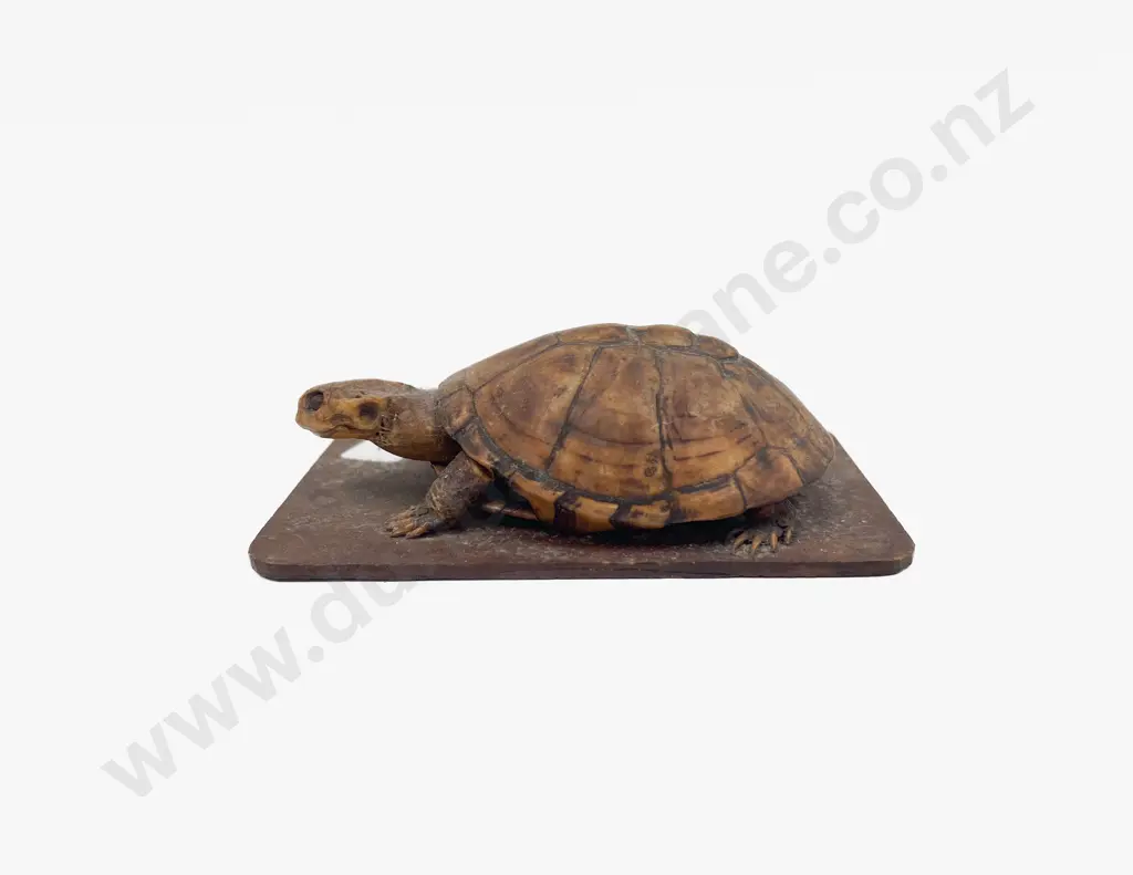Small Taxidermy Turtle Image 1++