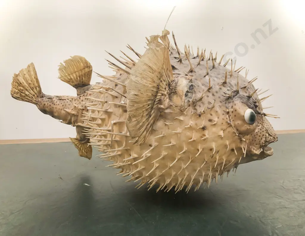 Taxidermy Puffer Fish Image 1++
