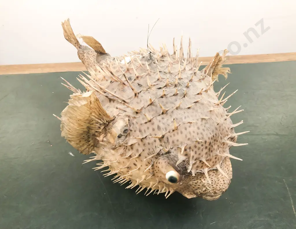 Taxidermy Puffer Fish Image 1++