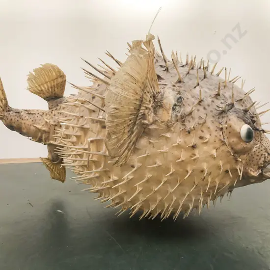 Taxidermy Puffer Fish
