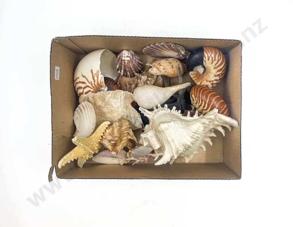 Qty of Assorted Shells Image 1++