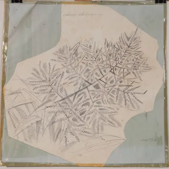 Juliet Peter (1915 - 2009) - Cabbage Tree Flower (unframed)