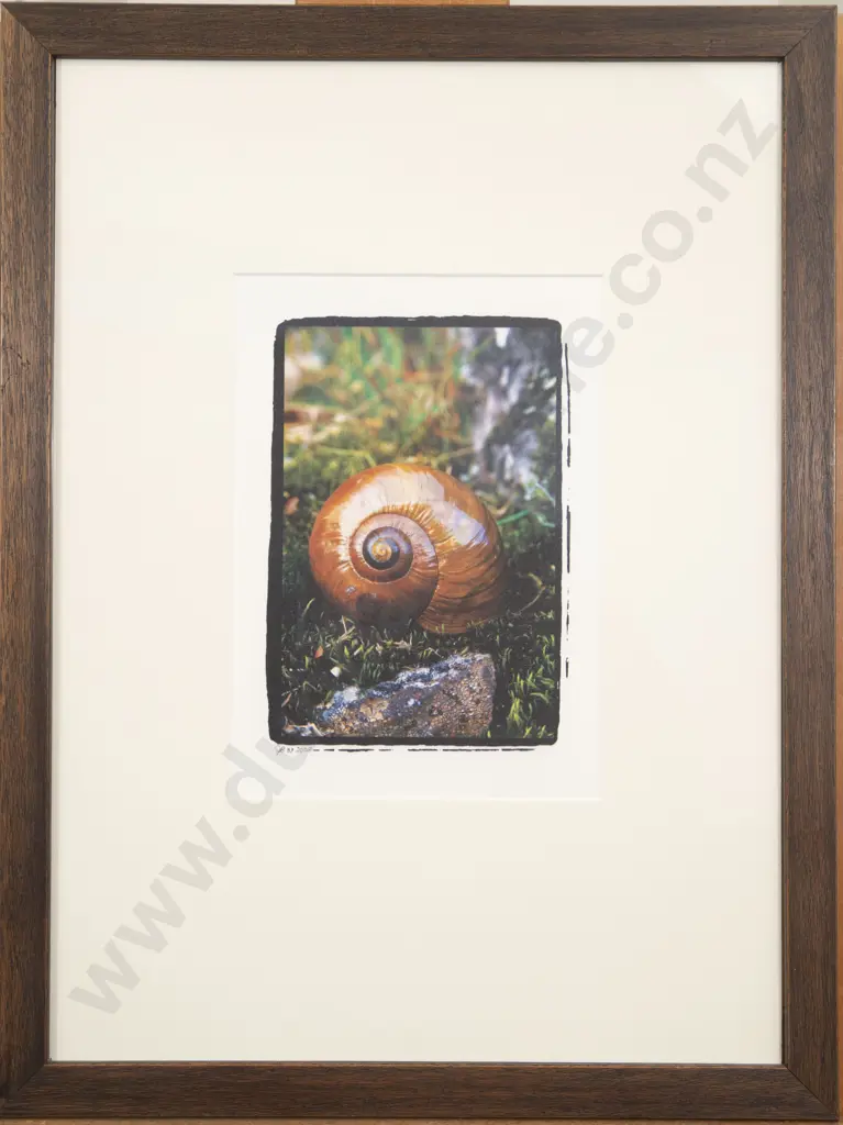 Julia Brooke-White - Powelliphanta Shell Image 1++