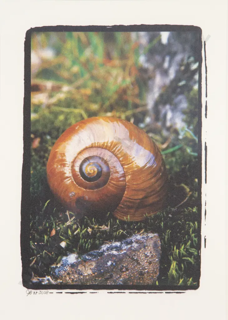 Julia Brooke-White - Powelliphanta Shell Image 1++