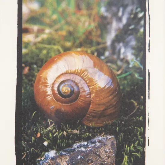 Julia Brooke-White - Powelliphanta Shell