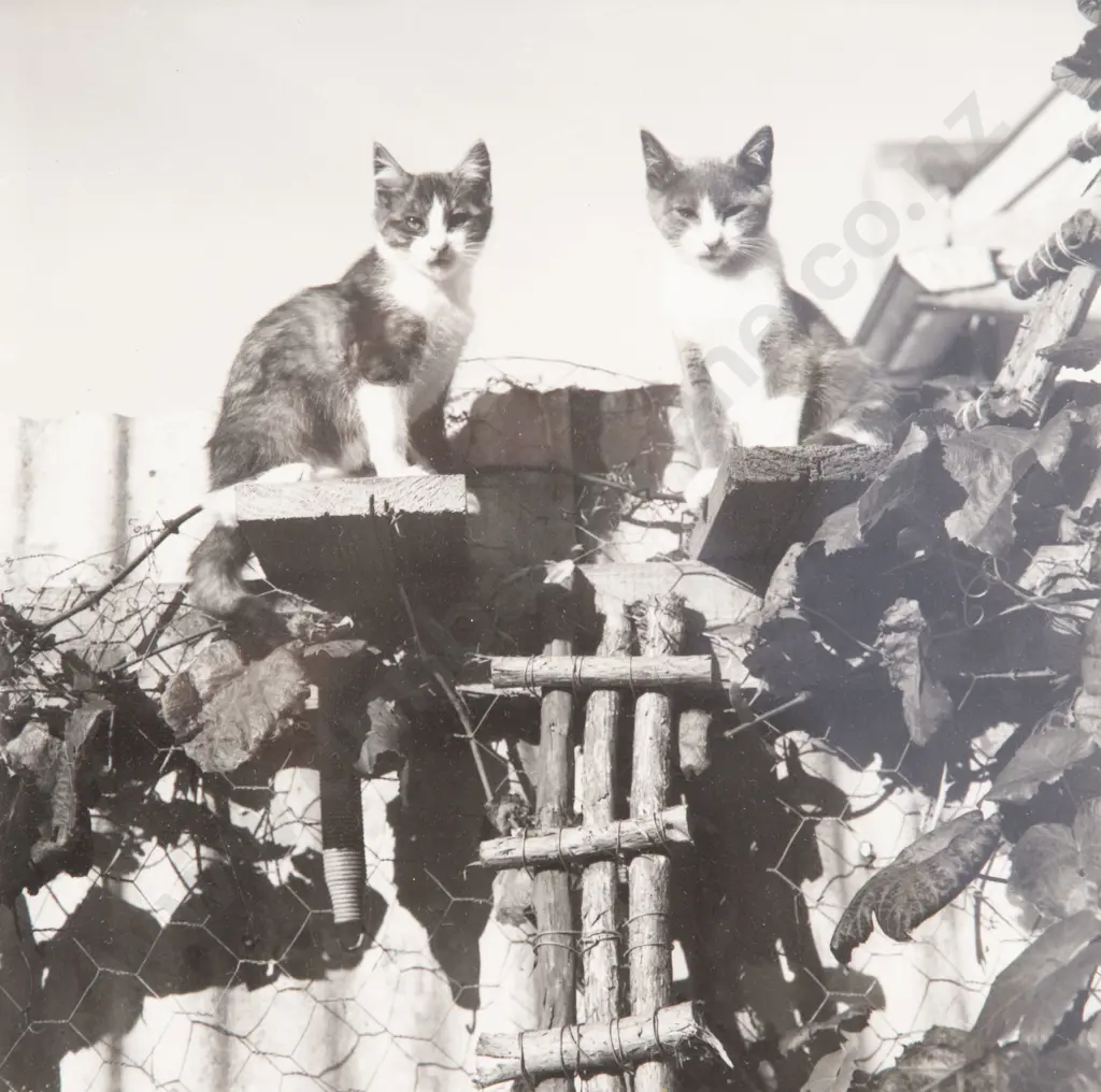 Unknown Photographer - Cats Image 1++