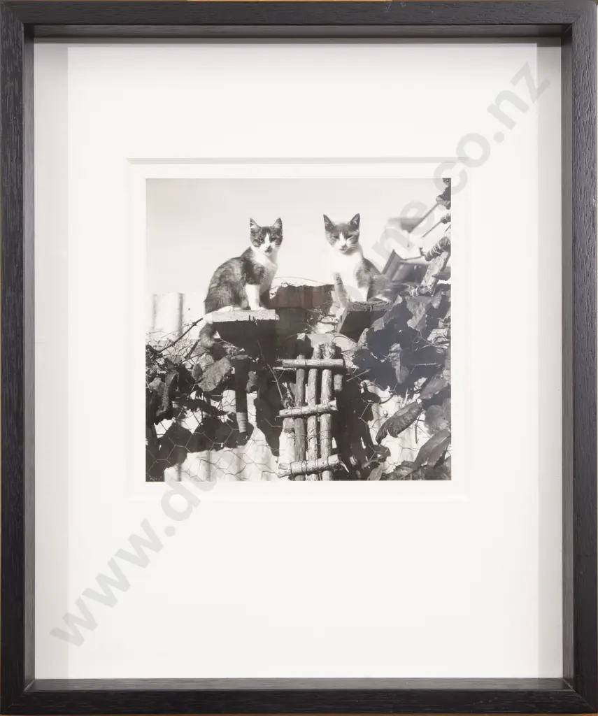 Unknown Photographer - Cats Image 1++