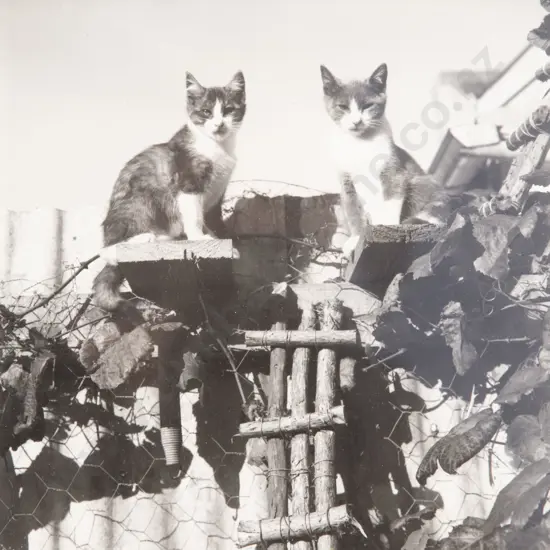 Unknown Photographer - Cats
