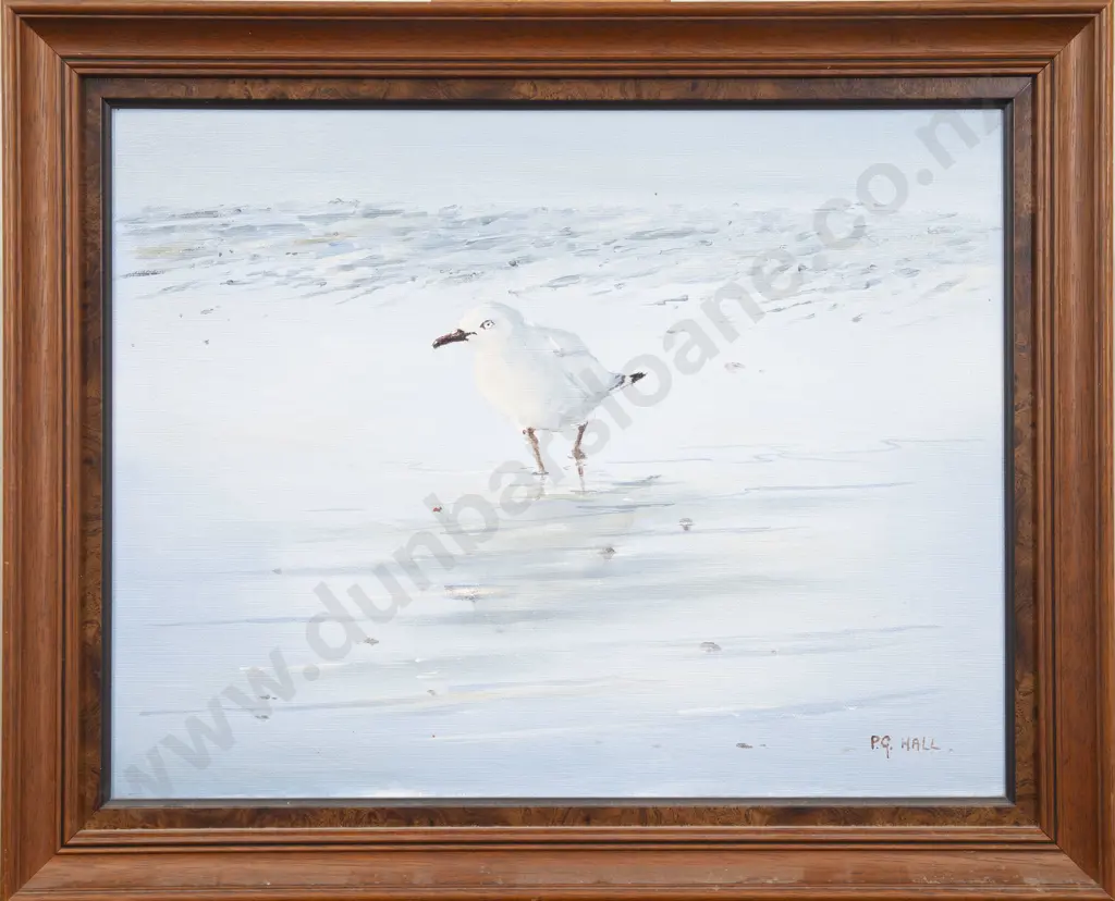 P G Hall - Red Billed Gull Image 1++