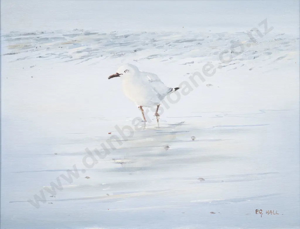 P G Hall - Red Billed Gull Image 1++