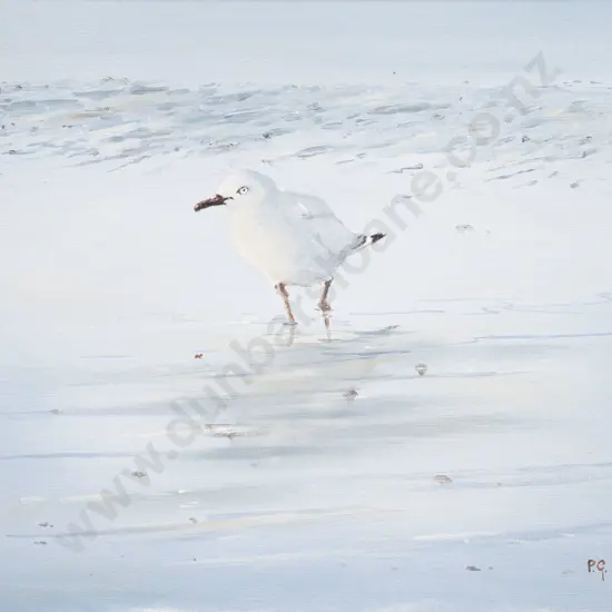 P G Hall - Red Billed Gull