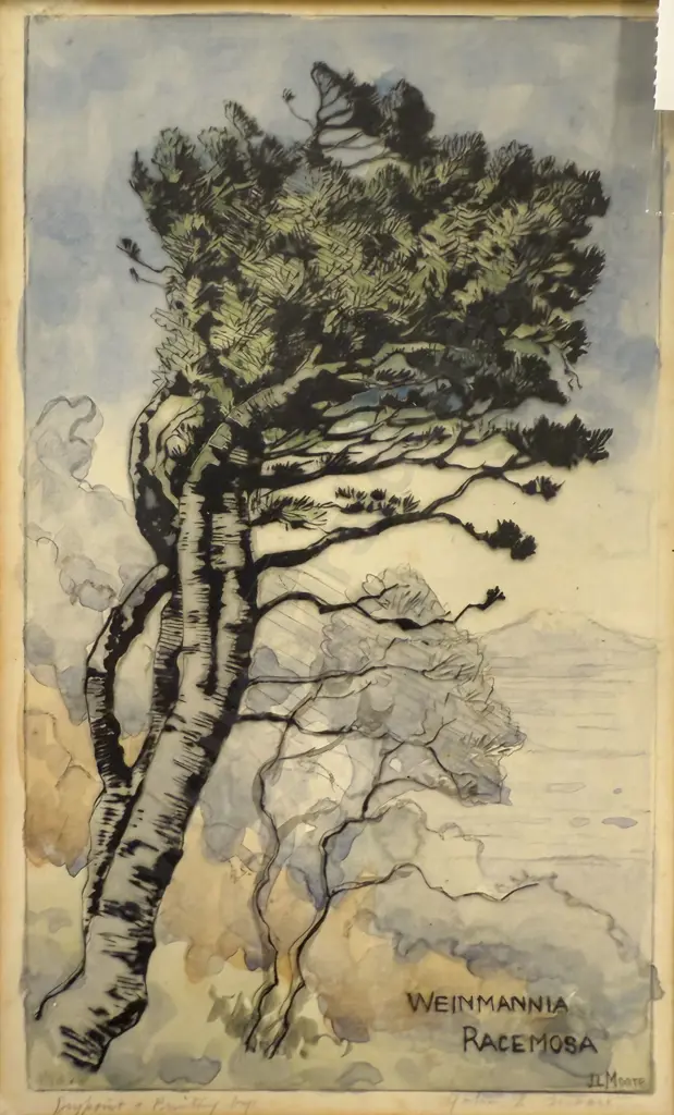 John Lysaght Moore (1897 - 1965) - Weinmannia Racemosa Image 1++