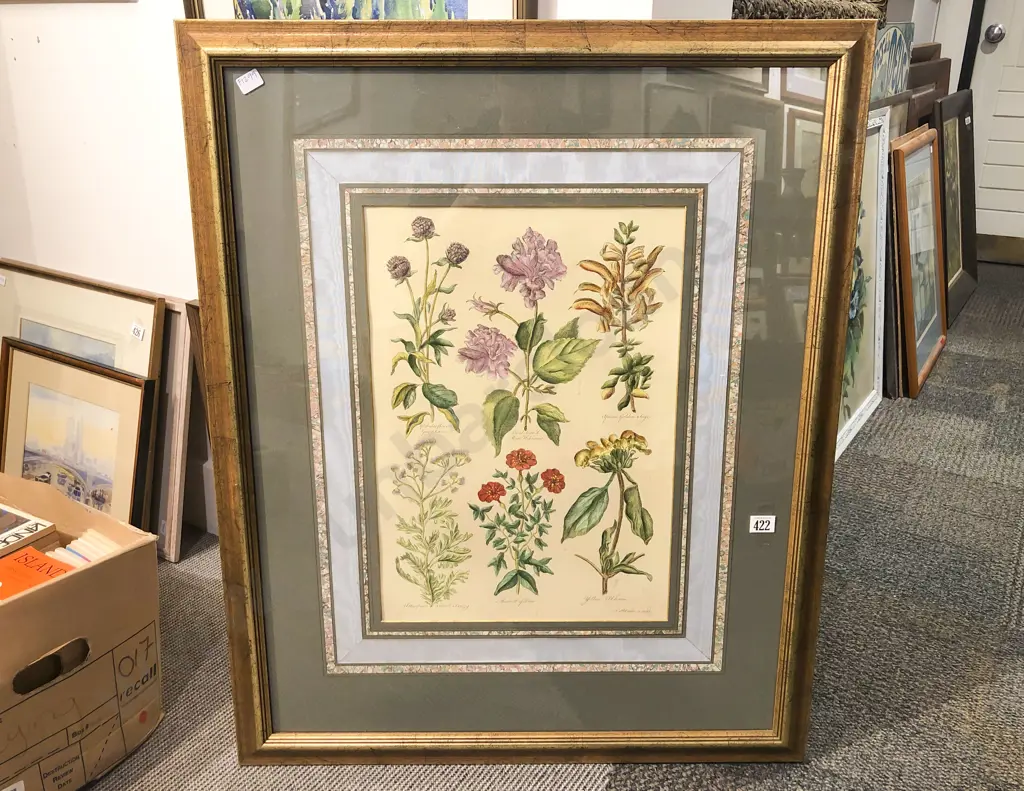 Framed Reproduction Botanical Print Image 1++
