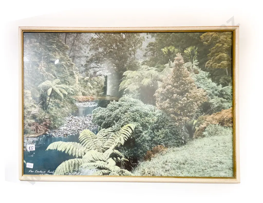 Whites Aviation - New Zealand Bush - Hand Coloured Photograph Image 1++