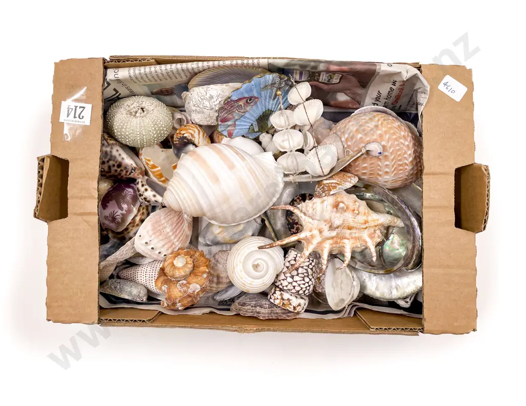 Quantity of Assorted Shells Image 1++