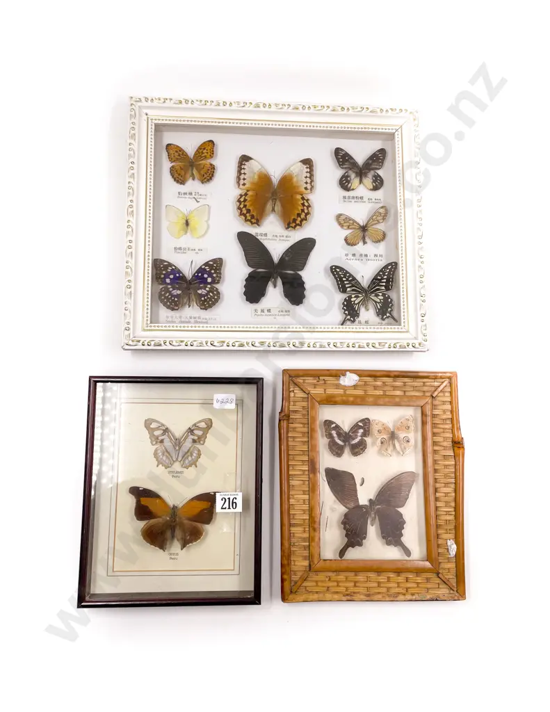 Three Framed Taxidermy Butterfly Displays Image 1++
