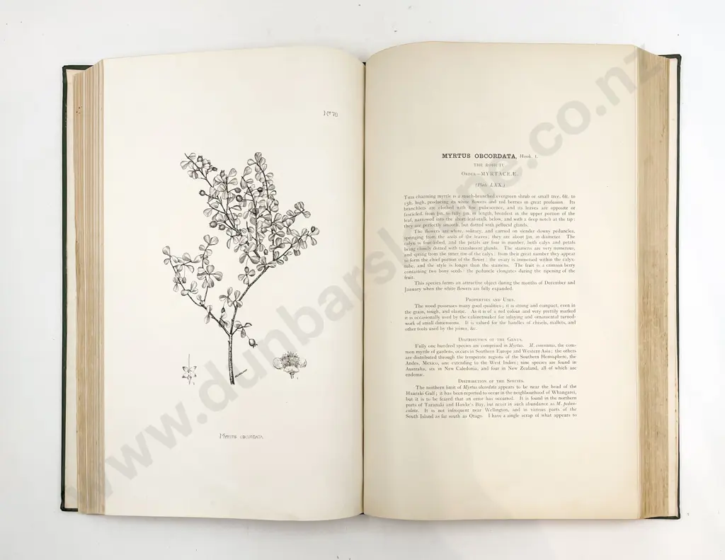 Kirk Thomas - The Forest Flora of New Zealand Image 1++