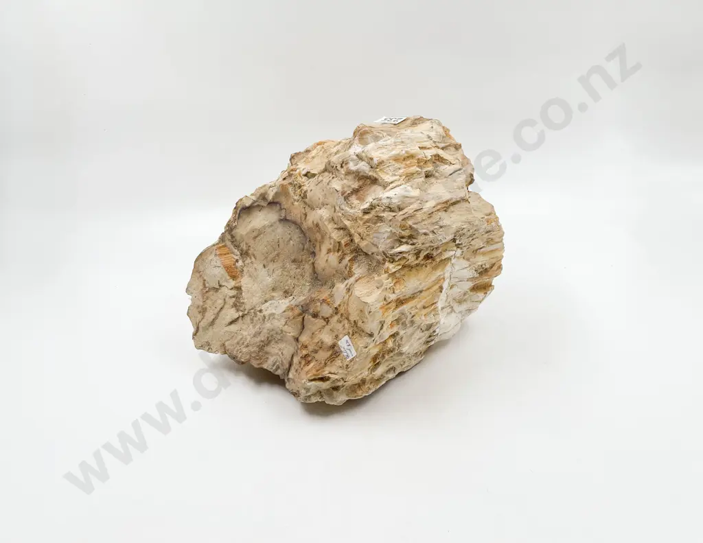 Slab of Petrified Wood Image 1++