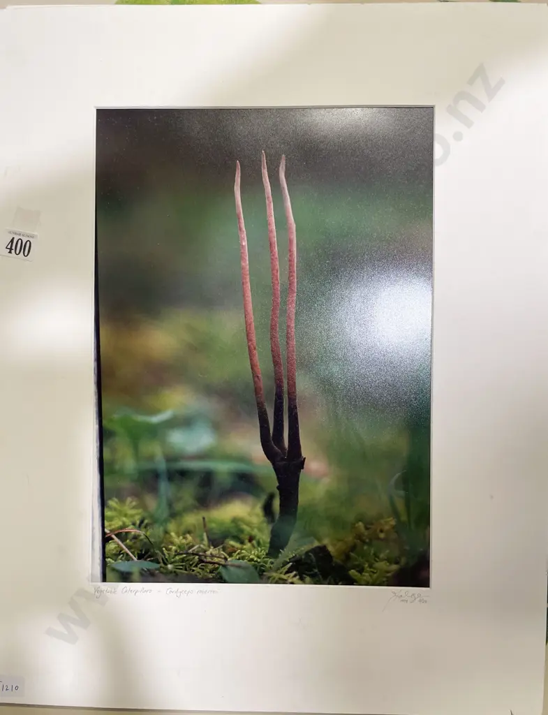 Jacinda Brown - Two Ltd Ed Photographic Works (Unframed) Image 1++