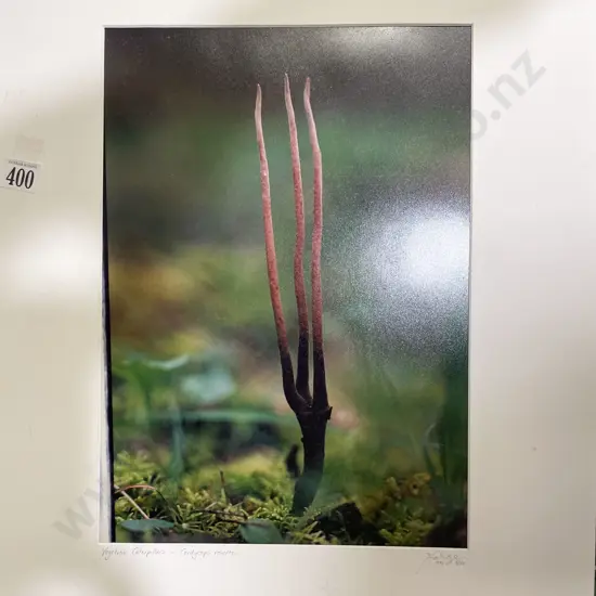 Jacinda Brown - Two Ltd Ed Photographic Works (Unframed)