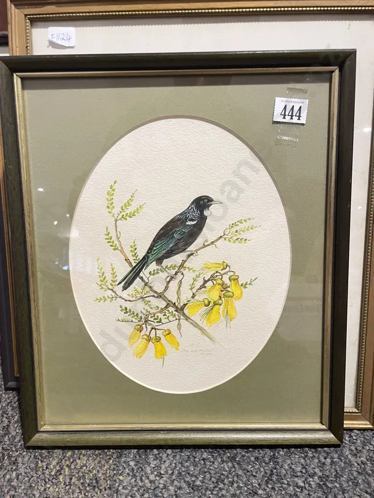 Indistinctly Signed - Watercolour Study of Tui on Kowhai Branch Image 1++