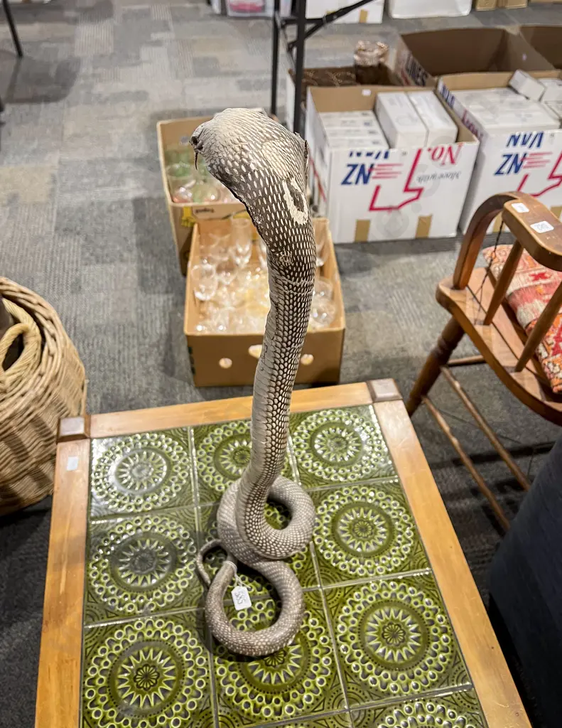 Taxidermy Cobra Image 1++