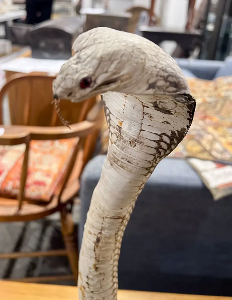 Taxidermy Cobra Image 1++