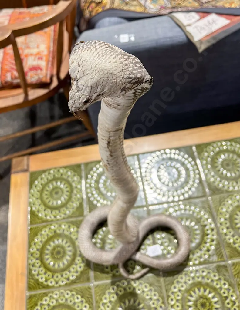 Taxidermy Cobra Image 1++
