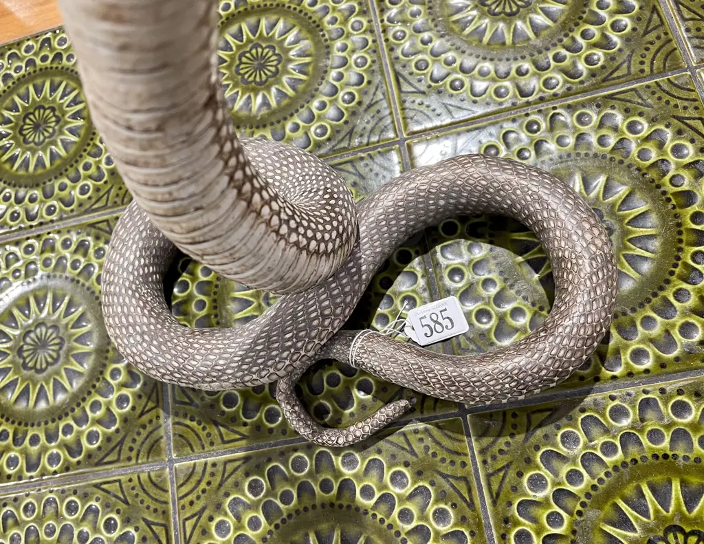 Taxidermy Cobra Image 1++