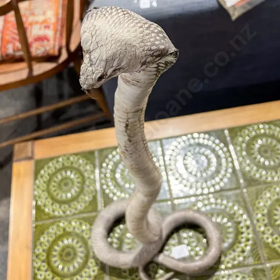 Taxidermy Cobra