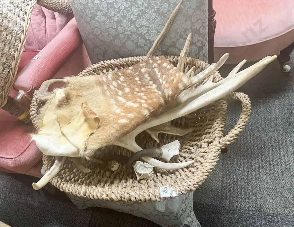 Basket of Assorted Antlers etc Image 1++