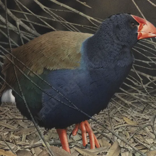 Paul Martinson (b 1956) - Takahe With Fallen Tree