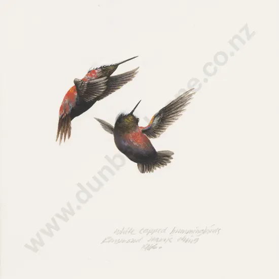 Raymond Ching - White Capped Hummingbirds