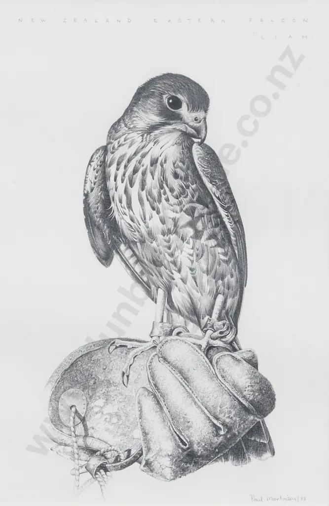 Paul Martinson (b 1956) - NZ Falcon "Liam" Image 1++