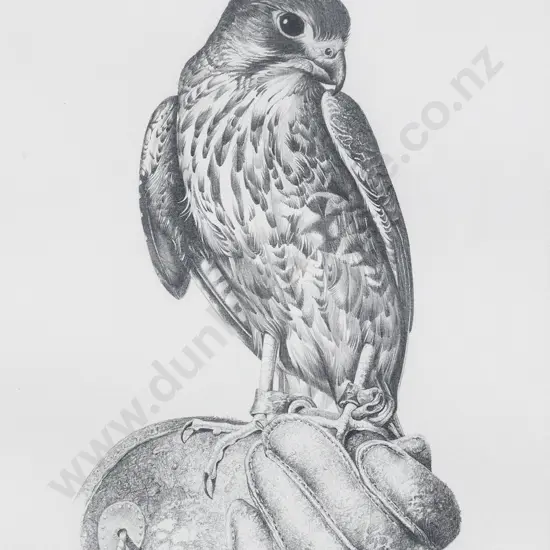 Paul Martinson (b 1956) - NZ Falcon "Liam"