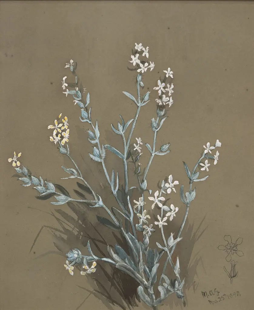 Margaret Olrog Stoddart (1865 - 1934) - Botanical Study Image 1++