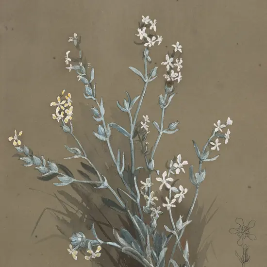 Margaret Olrog Stoddart (1865 - 1934) - Botanical Study