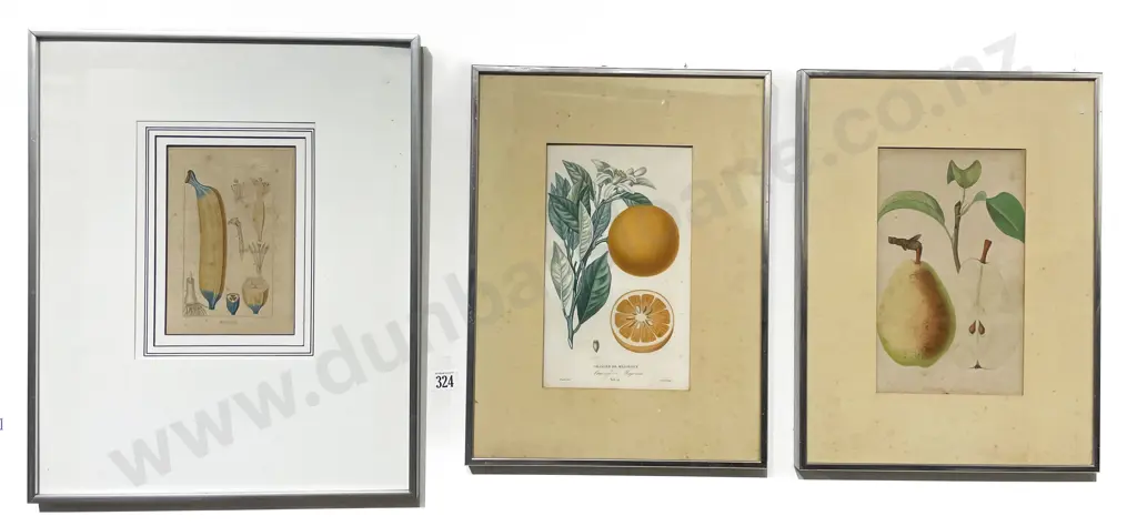 Three C19th Book Plates depicting fruits Image 1++