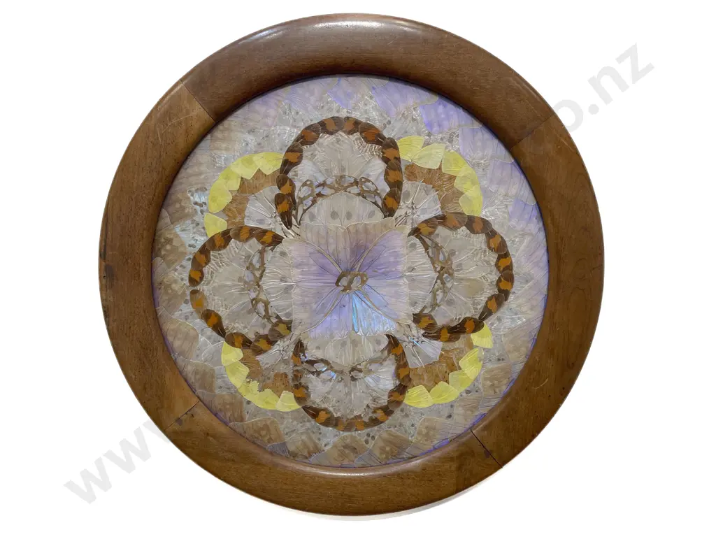 Vintage Argentina Framed Exotic Butterfly Wing Panel Image 1++