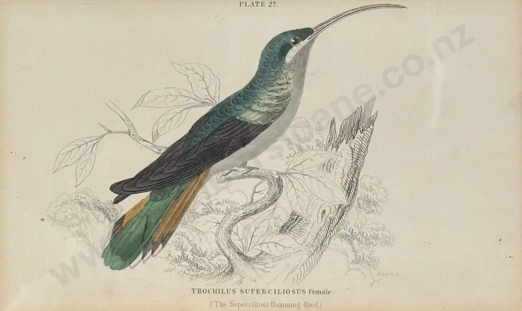 William Home Lizars (Scottish 1788 - 1859) - Two Hand Coloured Hummingbird Engravings Image 1++