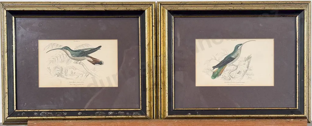 William Home Lizars (Scottish 1788 - 1859) - Two Hand Coloured Hummingbird Engravings Image 1++