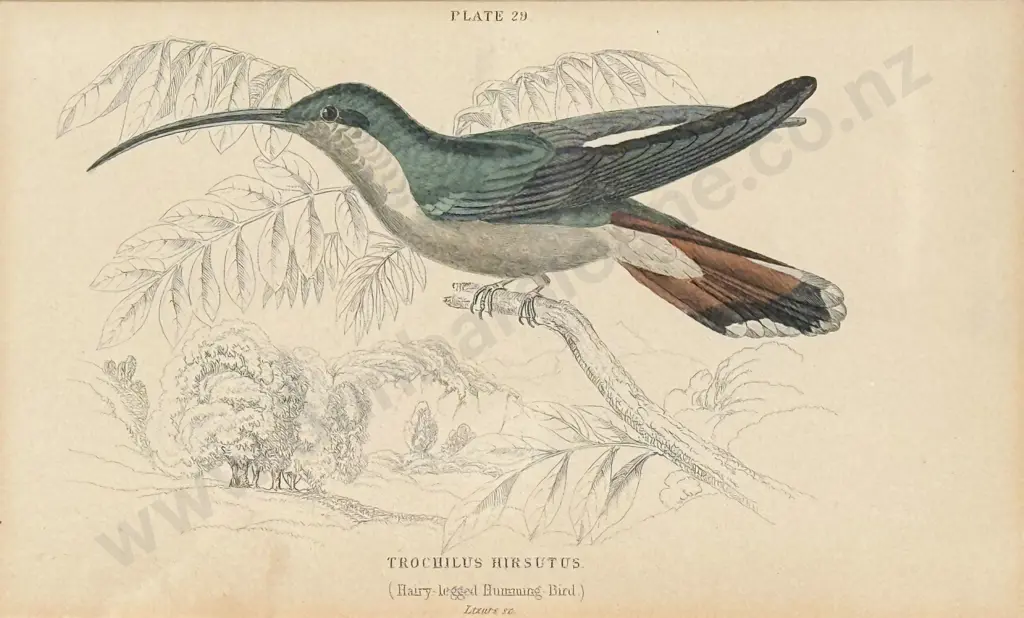 William Home Lizars (Scottish 1788 - 1859) - Two Hand Coloured Hummingbird Engravings Image 1++