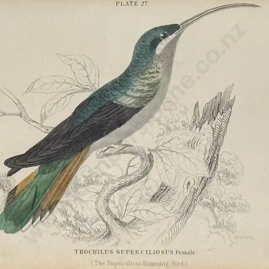 William Home Lizars (Scottish 1788 - 1859) - Two Hand Coloured Hummingbird Engravings