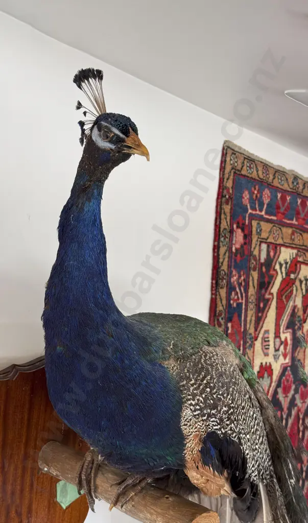 Taxidermy Peacock Image 1++
