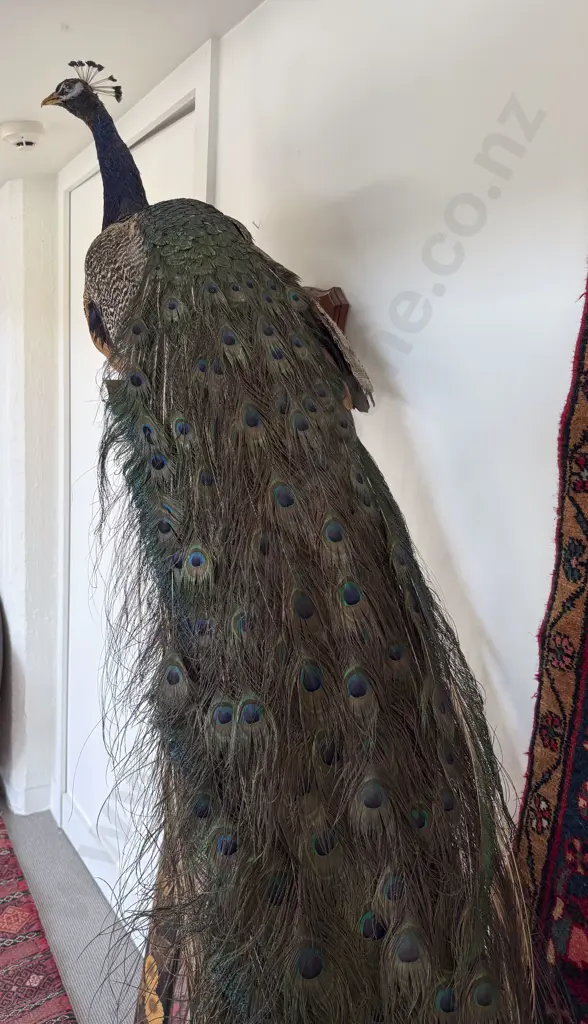 Taxidermy Peacock Image 1++
