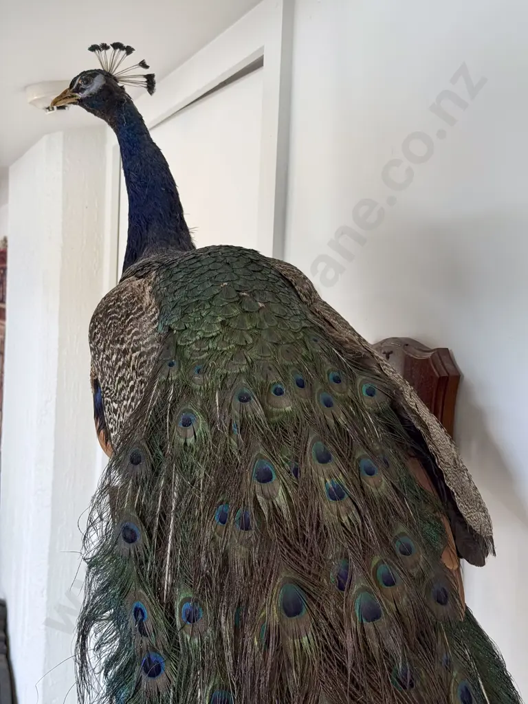Taxidermy Peacock Image 1++