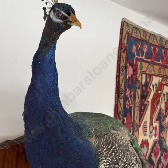 Taxidermy Peacock