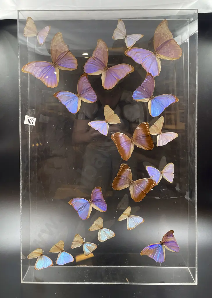 Taxidermy Butterfly Display in Perspex Case Image 1++